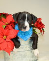 Kuvo Jr - Gj Litter ADOPTED 06.26.18
