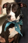 Kuvo Jr - Gj Litter ADOPTED 06.26.18