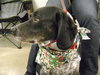Seifert-ADOPTED 12.20.13