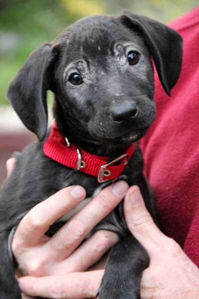 Hj Litter Evander - ADOPTED 11.25.13