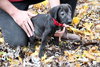 Hj Litter Evander - ADOPTED 11.25.13