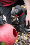 Hj Litter Evander - ADOPTED 11.25.13