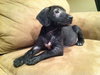 Hj Litter Evander - ADOPTED 11.25.13