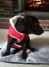 Hj Litter Evander - ADOPTED 11.25.13