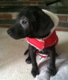 Hj Litter Evander - ADOPTED 11.25.13