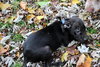 Hj Litter Alexander - ADOPTED 11.24.13