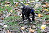 Hj Litter Alexander - ADOPTED 11.24.13
