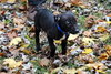 Hj Litter Alexander - ADOPTED 11.24.13