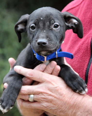 Hj Litter Alexander - ADOPTED 11.24.13
