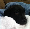 Hj Litter Alexander - ADOPTED 11.24.13