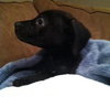 Hj Litter Alexander - ADOPTED 11.24.13
