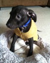 Hj Litter Alexander - ADOPTED 11.24.13