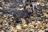 Hj Litter Philander - ADOPTED 11.27.13