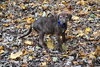 Hj Litter Philander - ADOPTED 11.27.13