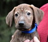 Hj Litter Philander - ADOPTED 11.27.13