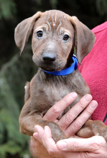 Hj Litter Philander - ADOPTED 11.27.13