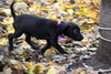 Hj Litter Eros - ADOPTED 11.23.13