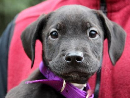 Hj Litter Eros - ADOPTED 11.23.13