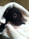 Hj Litter Eros - ADOPTED 11.23.13