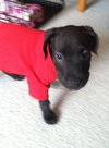 Hj Litter Eros - ADOPTED 11.23.13