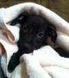Hj Litter Eros - ADOPTED 11.23.13