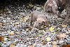 Hj Litter Argus - ADOPTED 12.03.13