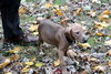 Hj Litter Argus - ADOPTED 12.03.13