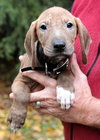 Hj Litter Argus - ADOPTED 12.03.13