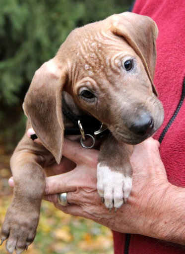 Hj Litter Argus - ADOPTED 12.03.13