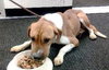 Huck-ADOPTED 12.01.13