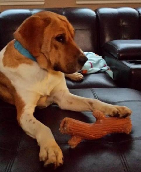 Huck-ADOPTED 12.01.13