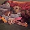 Huck-ADOPTED 12.01.13