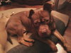 Hooch - ADOPTED 02.08.14