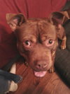 Hooch - ADOPTED 02.08.14