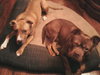 Hooch - ADOPTED 02.08.14