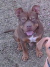 Hooch - ADOPTED 02.08.14