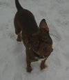 Hooch - ADOPTED 02.08.14