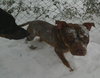 Hooch - ADOPTED 02.08.14