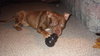 Hooch - ADOPTED 02.08.14