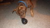 Hooch - ADOPTED 02.08.14