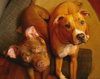 Hooch - ADOPTED 02.08.14