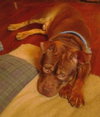 Hooch - ADOPTED 02.08.14