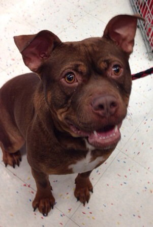 Hooch - ADOPTED 02.08.14