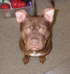 Hooch - ADOPTED 02.08.14