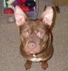 Hooch - ADOPTED 02.08.14