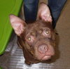 Hooch - ADOPTED 02.08.14