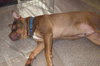 Hooch - ADOPTED 02.08.14