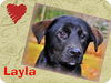 Layla - ADOPTED 12.19.13