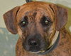 Hj Litter Miss Zumba Zoey (Mom) - ADOPTED 01.11.14