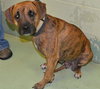 Hj Litter Miss Zumba Zoey (Mom) - ADOPTED 01.11.14